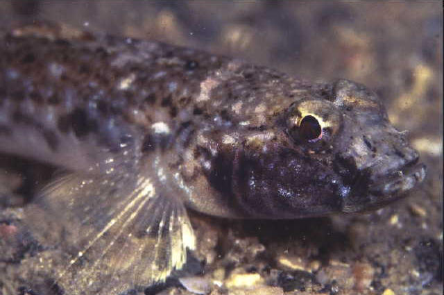 Favonigobius gymnauchen